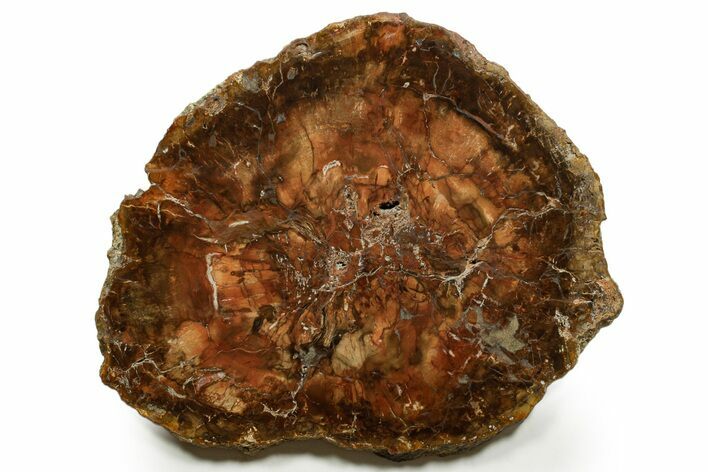 Polished Petrified Wood (Araucaria) Round - Madagascar #376812